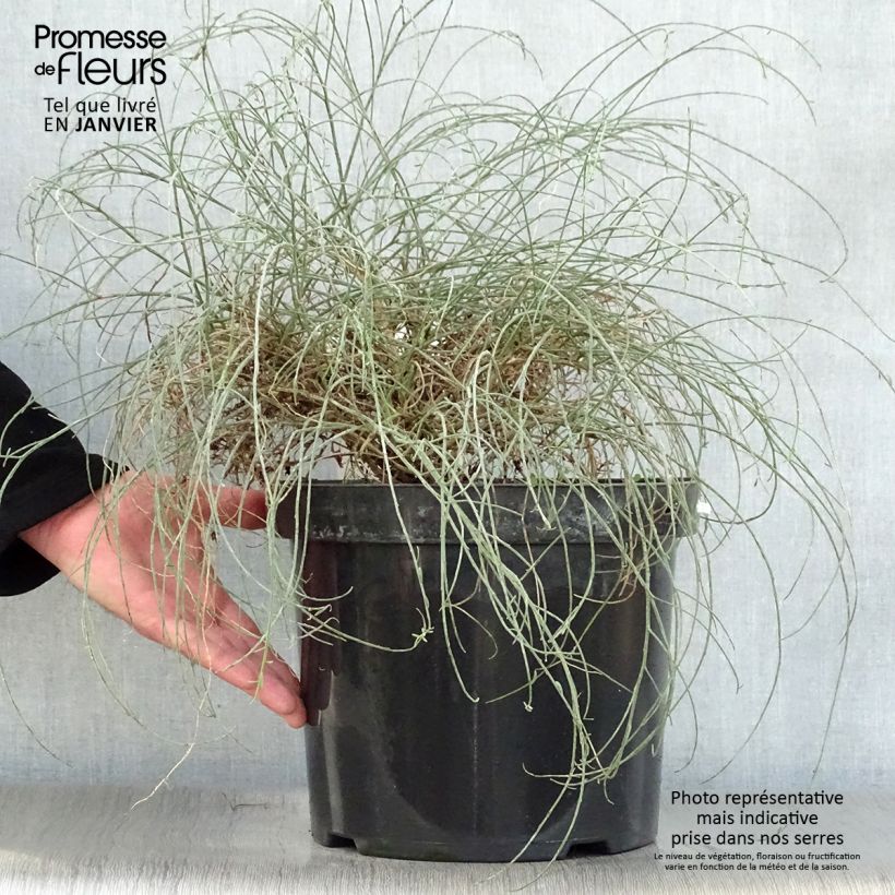 Amostra de Genista lydia Vaso de 7,5 L/10 L tal como entregue no inverno