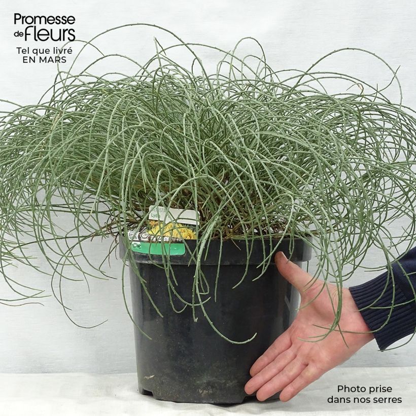 Amostra de Genista lydia Vaso de 7,5 L/10 L tal como entregue na primavera