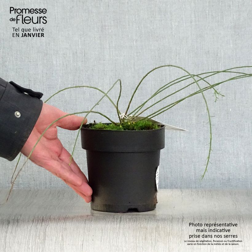 Amostra de Genista lydia Vaso de 1 L/1,5 L tal como entregue no inverno