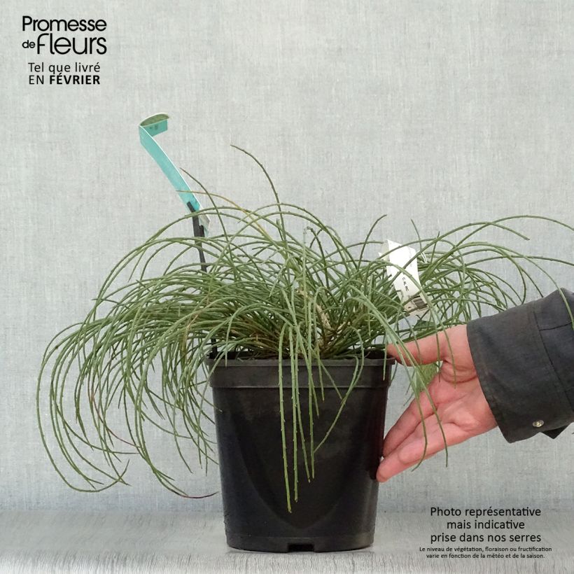 Amostra de Genista lydia Vaso de 3 L/4 L tal como entregue no inverno