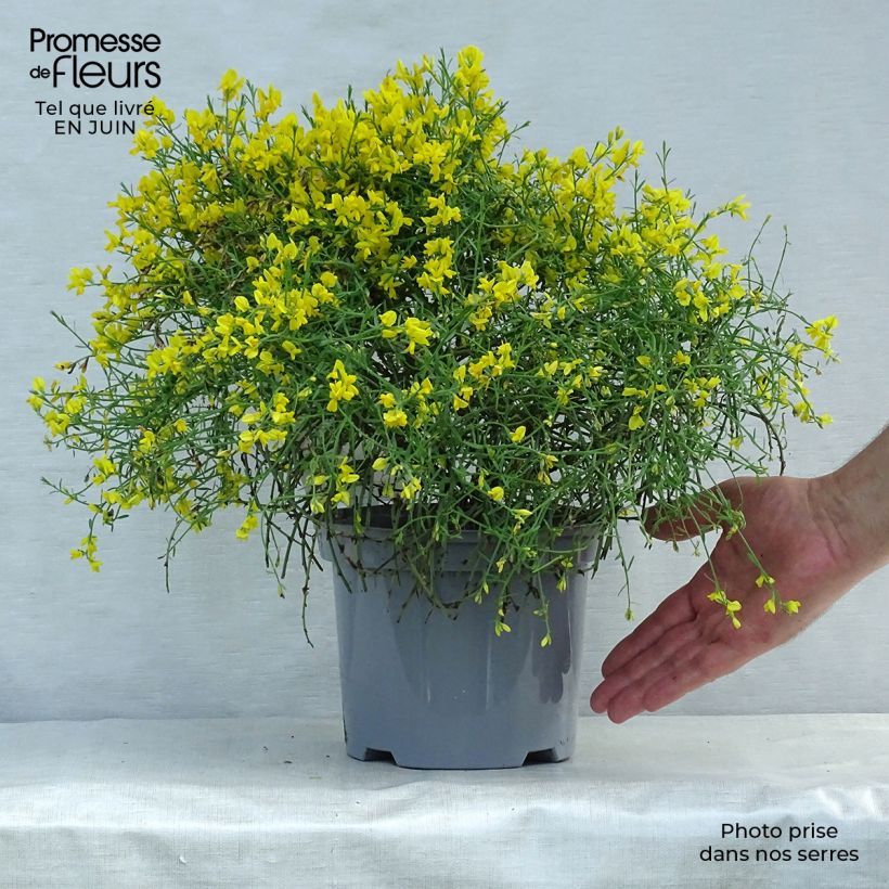 Amostra de Genista lydia Vaso de 3 L/4 L tal como entregue no verão