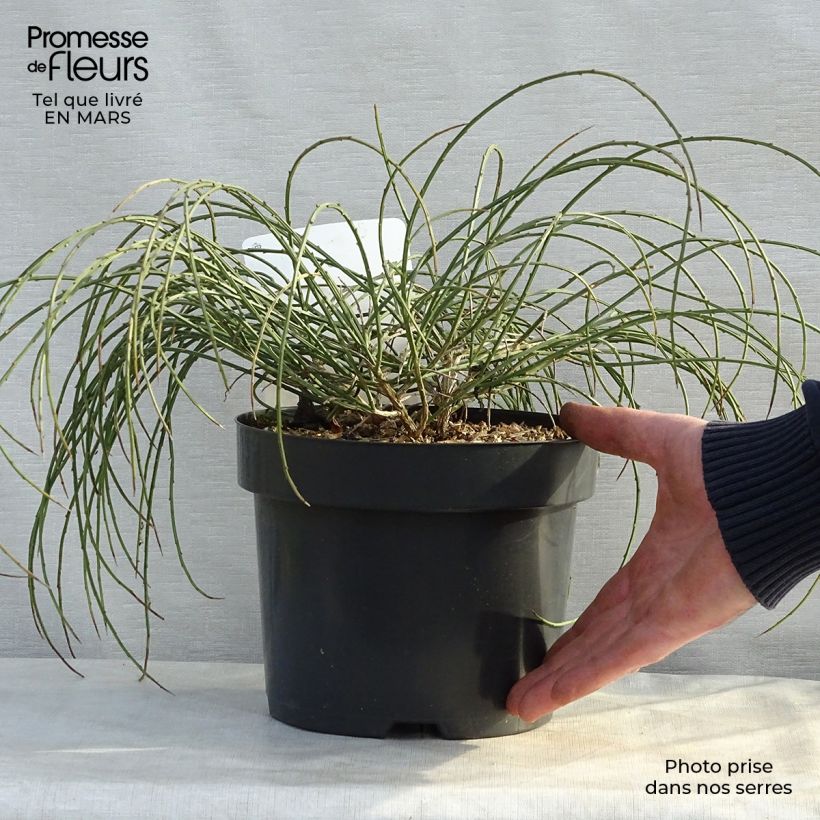 Amostra de Genista lydia Vaso de 3 L/4 L tal como entregue na primavera