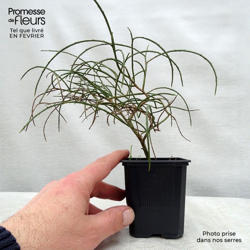 Amostra de Genista lydia Vaso de 8/9 cm tal como entregue no inverno