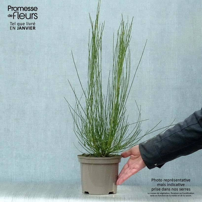 Amostra de Cytisus praecox Allgold Vaso de 2 L/3 L tal como entregue no inverno