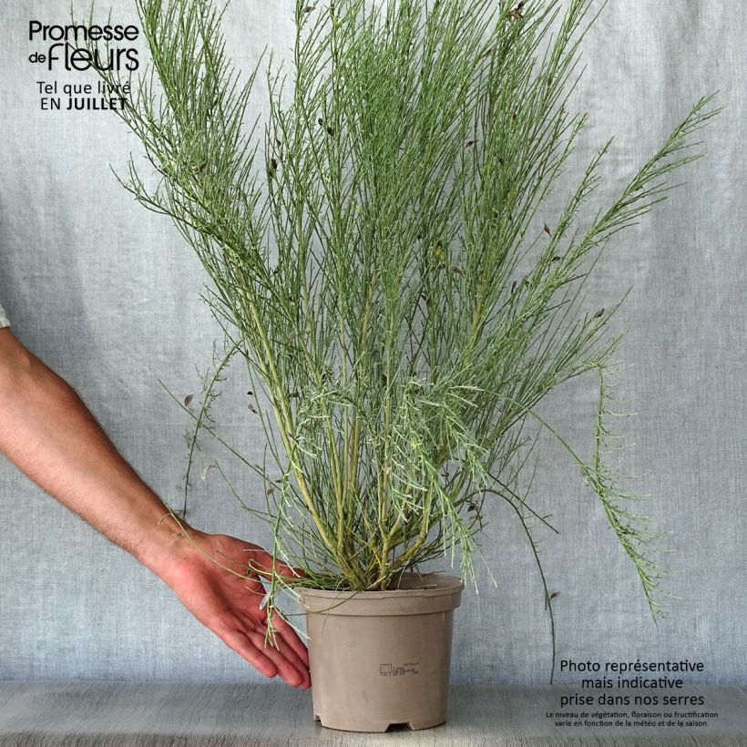 Amostra de Cytisus praecox Allgold Vaso de 2 L/3 L tal como entregue no verão