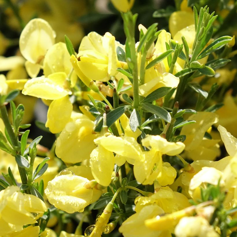 Cytisus praecox Allgold (Floração)