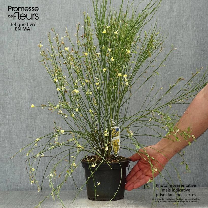 Amostra de Cytisus × praecox Vaso de 2 L/3 L tal como entregue na primavera