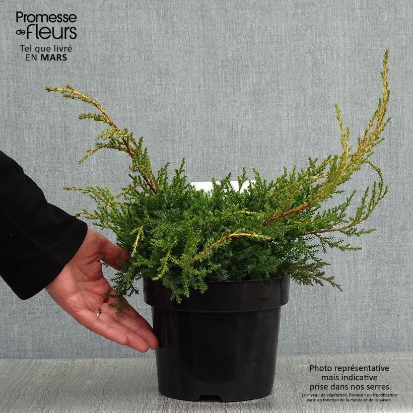 Amostra de Genévrier - Juniperus pfitzeriana Goldkissen Vaso de 2 L/3 L tal como entregue no inverno