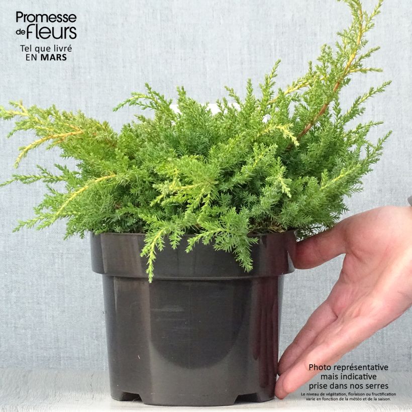 Amostra de Juniperus pfitzeriana Goldkissen Vaso de 2 L/3 L tal como entregue na primavera
