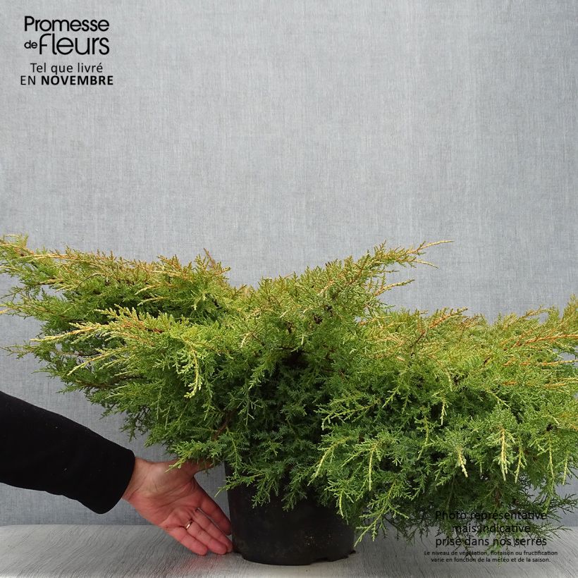 Amostra de Juniperus pfitzeriana Goldkissen Vaso de 7,5 L/10 L tal como entregue no outono