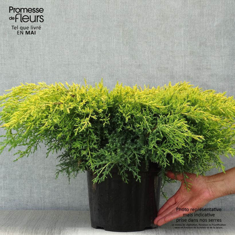 Amostra de Juniperus pfitzeriana Goldkissen Vaso de 7,5 L/10 L tal como entregue na primavera