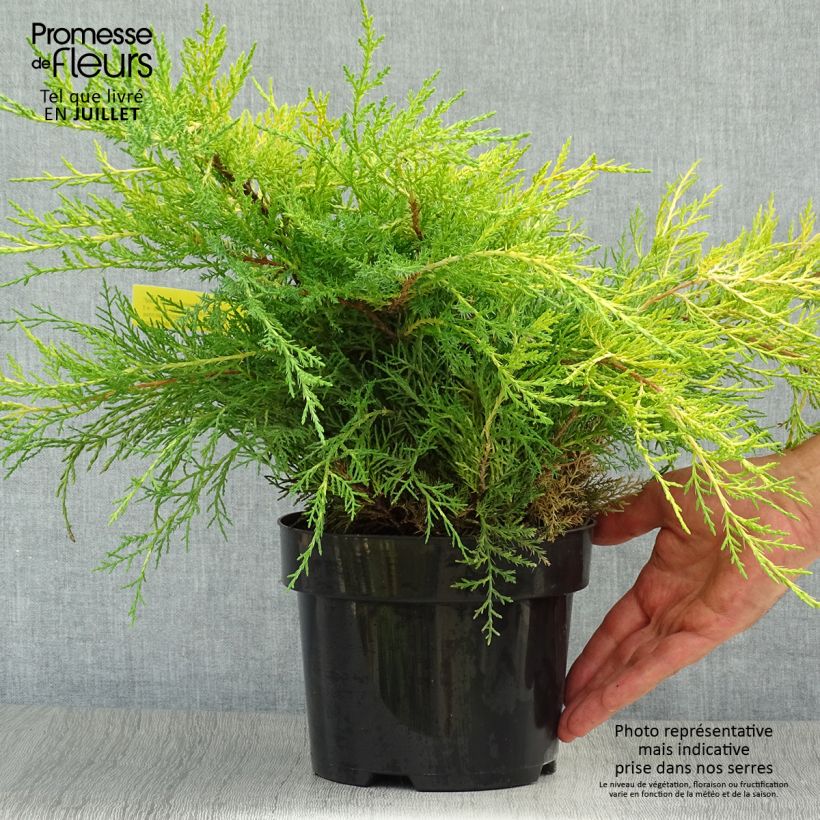 Amostra de Juniperus × pfitzeriana Old Gold Vaso de 2 L/3 L tal como entregue no verão