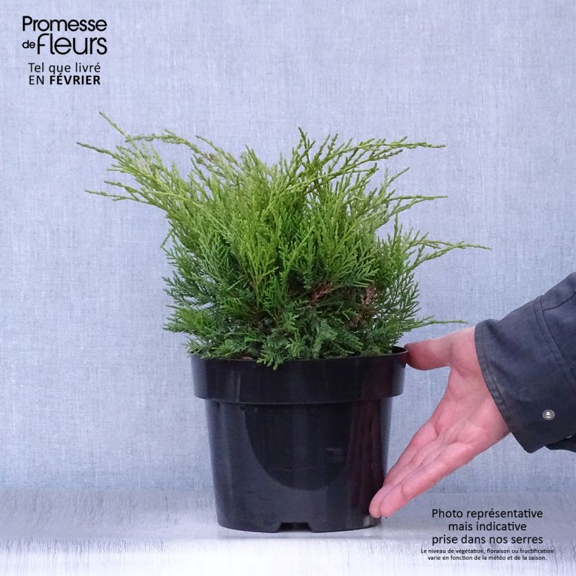 Amostra de Genévrier - Juniperus pfitzeriana Old Gold                Vaso de 2 L/3 L tal como entregue no inverno