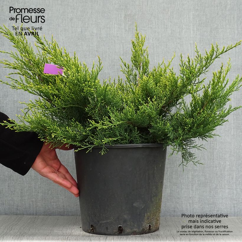 Amostra de Juniperus × pfitzeriana Old Gold Vaso de 7,5 L/10 L tal como entregue na primavera