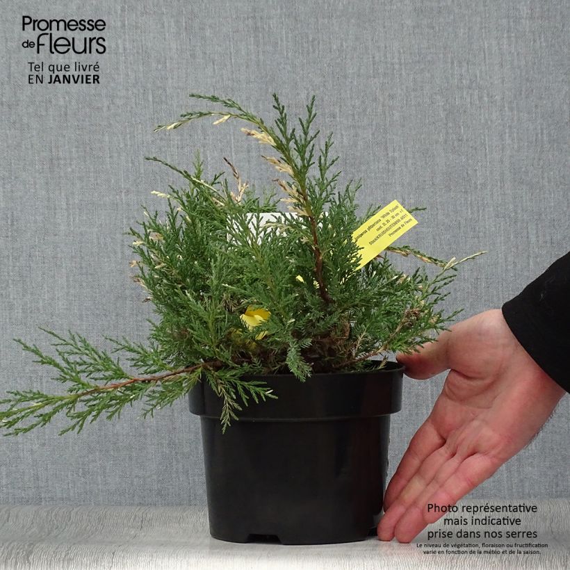 Amostra de Genévrier - Juniperus pfitzeriana White Splash Vaso de 2 L/3 L tal como entregue no inverno