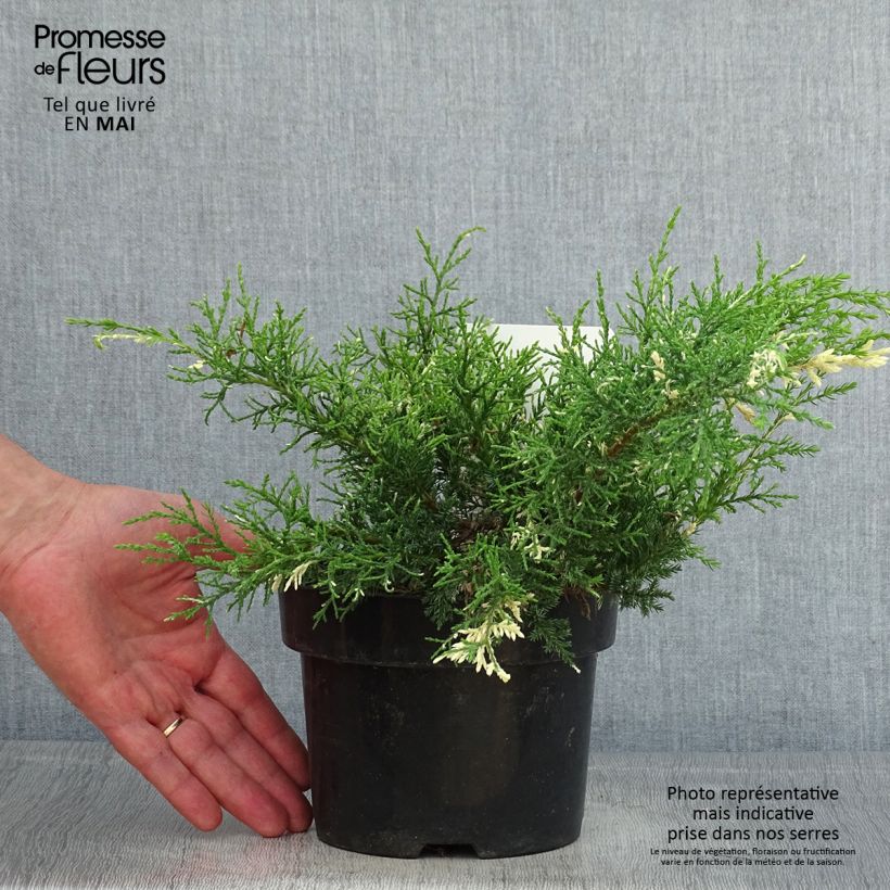 Amostra de Juniperus pfitzeriana White Splash Vaso de 2 L/3 L tal como entregue na primavera