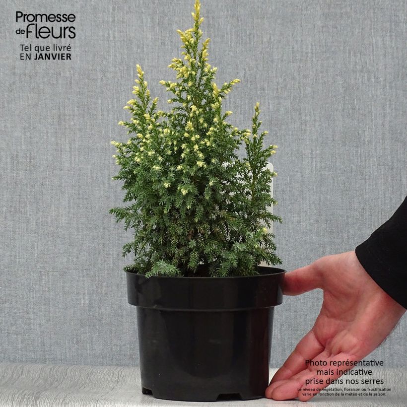 Amostra de Genévrier - Juniperus pingii Hulsdonk Yellow Vaso de 2 L/3 L tal como entregue no inverno