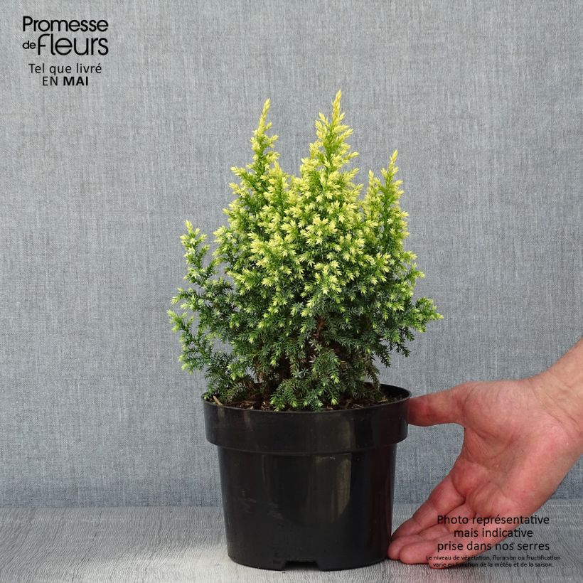 Amostra de Juniperus pingii Hulsdonk Yellow Vaso de 2 L/3 L tal como entregue na primavera