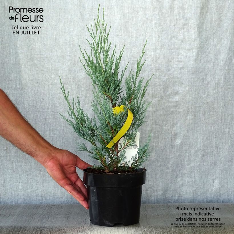 Amostra de Juniperus scopulorum Moonglow Vaso de 2 L/3 L tal como entregue no verão