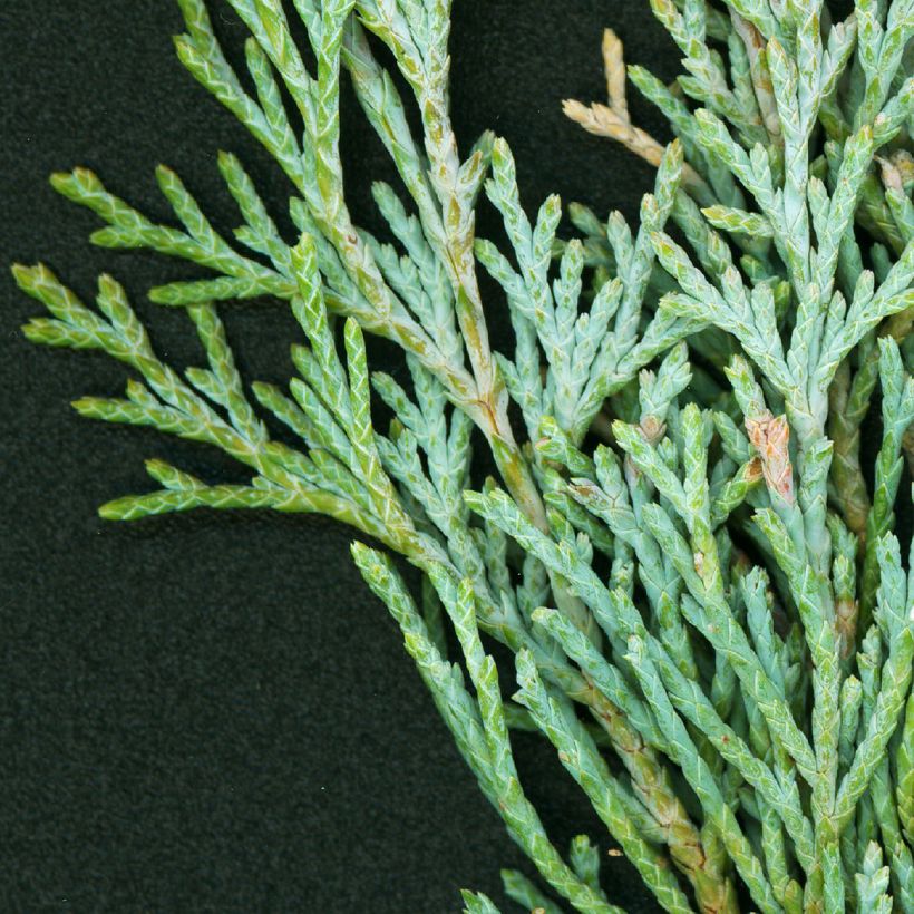 Juniperus scopulorum Wichita Blue (Folhagem)