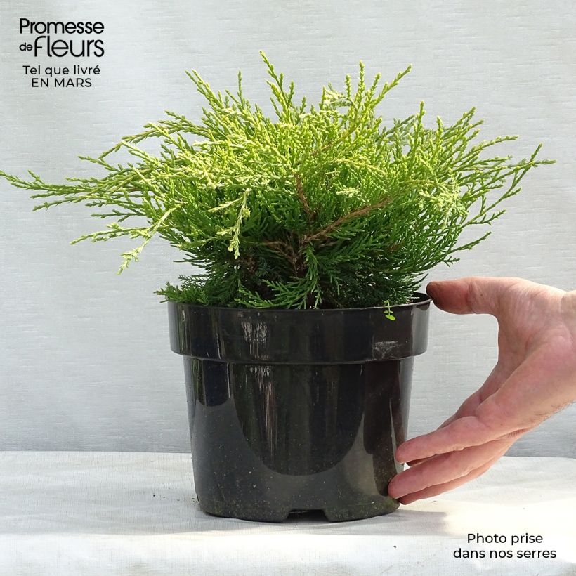 Amostra de Genévrier - Juniperus x media Gold Coast Vaso de 2 L/3 L tal como entregue no inverno