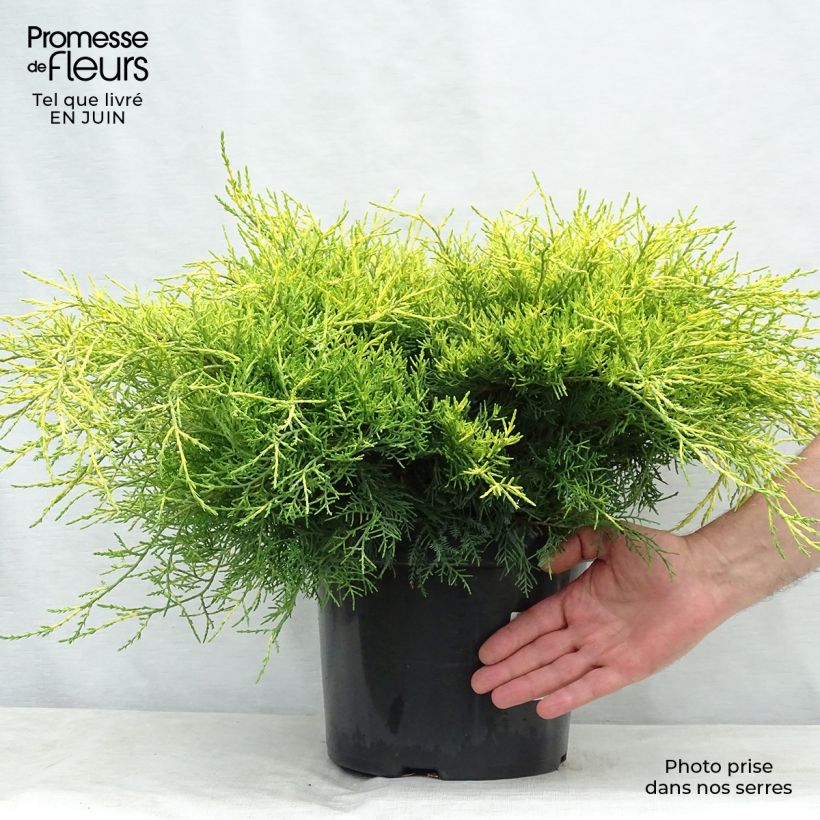 Amostra de Juniperus × media Gold Coast Vaso de 7,5 L/10 L tal como entregue no verão