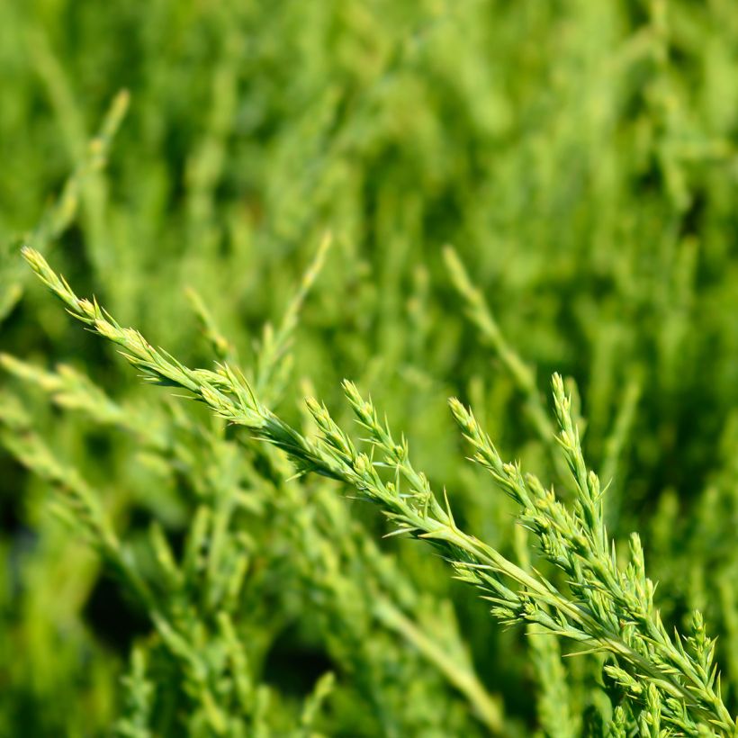 Juniperus media Mint Julep (Folhagem)