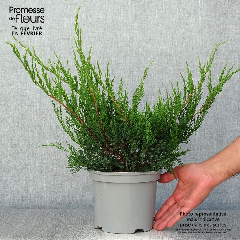 Amostra de Juniperus media Mint Julep Vaso de 2 L/3 L tal como entregue no outono
