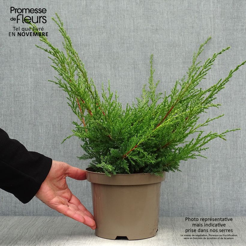 Amostra de Juniperus media Pfitzeriana Aurea Vaso de 2 L/3 L tal como entregue no outono