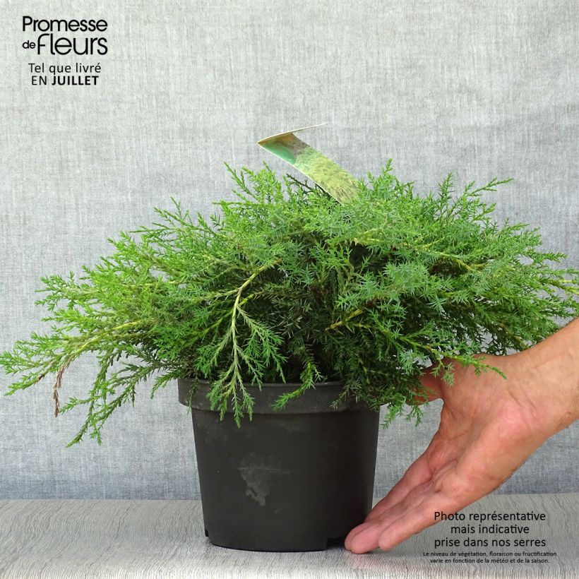 Amostra de Juniperus media Pfitzeriana Aurea Vaso de 2 L/3 L tal como entregue no verão