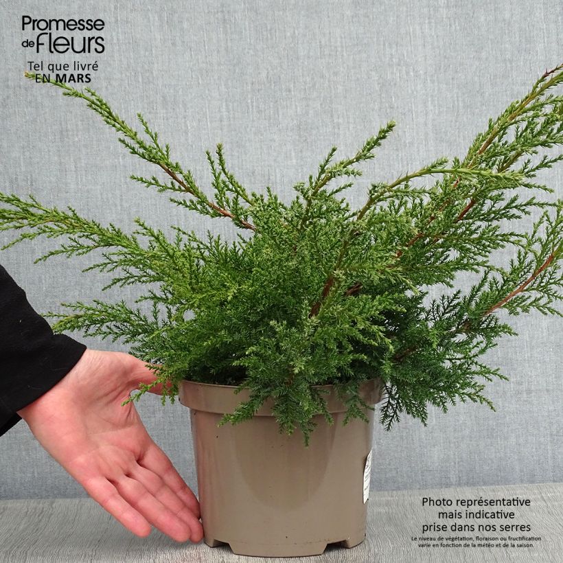 Amostra de Genévrier - Juniperus x media Pfitzeriana Aurea Vaso de 2 L/3 L tal como entregue no inverno