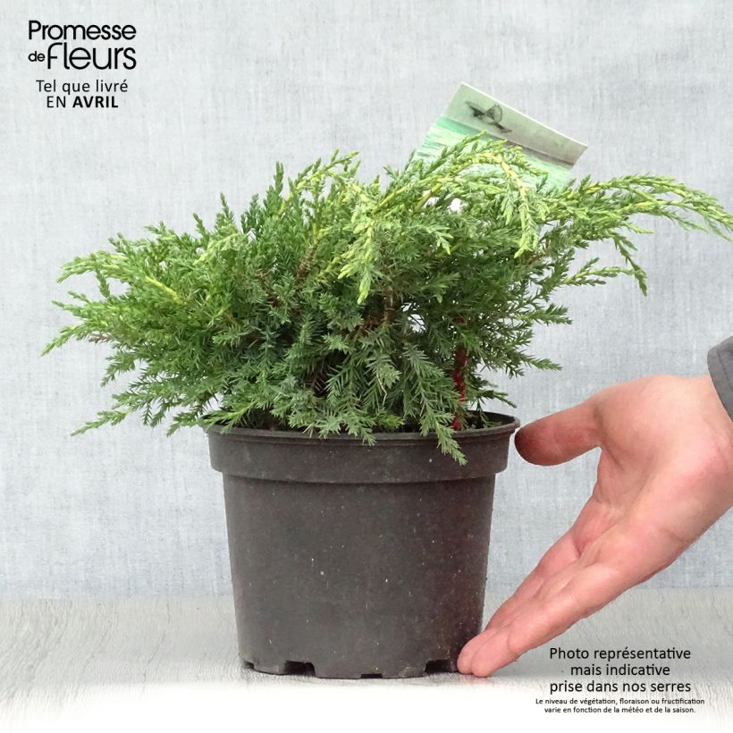 Amostra de Juniperus media Pfitzeriana Aurea Vaso de 2 L/3 L tal como entregue na primavera