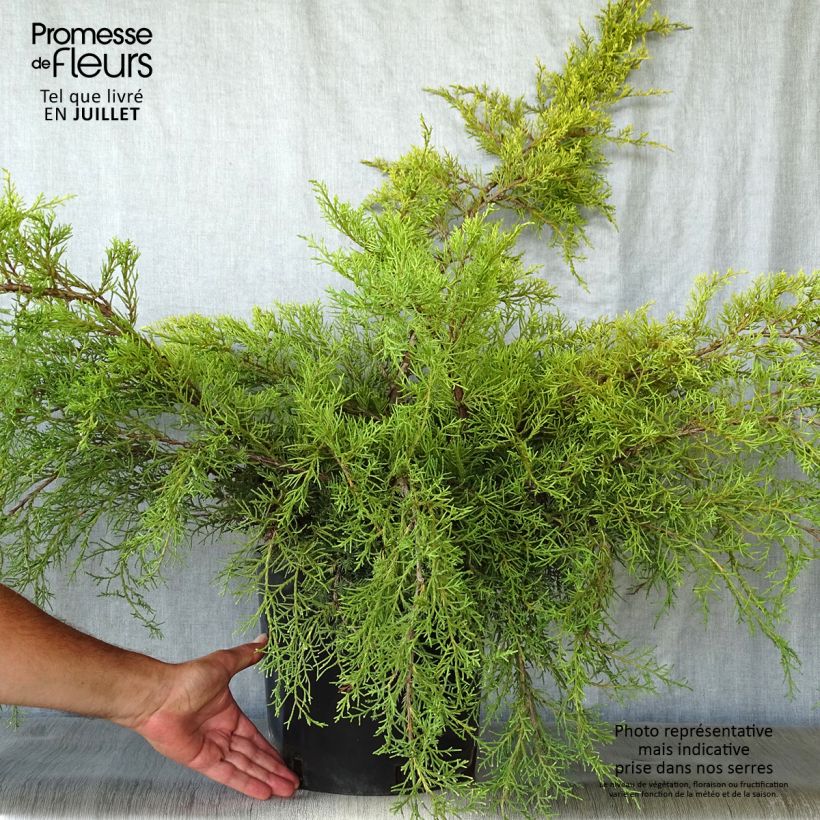 Amostra de Juniperus media Pfitzeriana Aurea Vaso de 7,5 L/10 L tal como entregue no verão