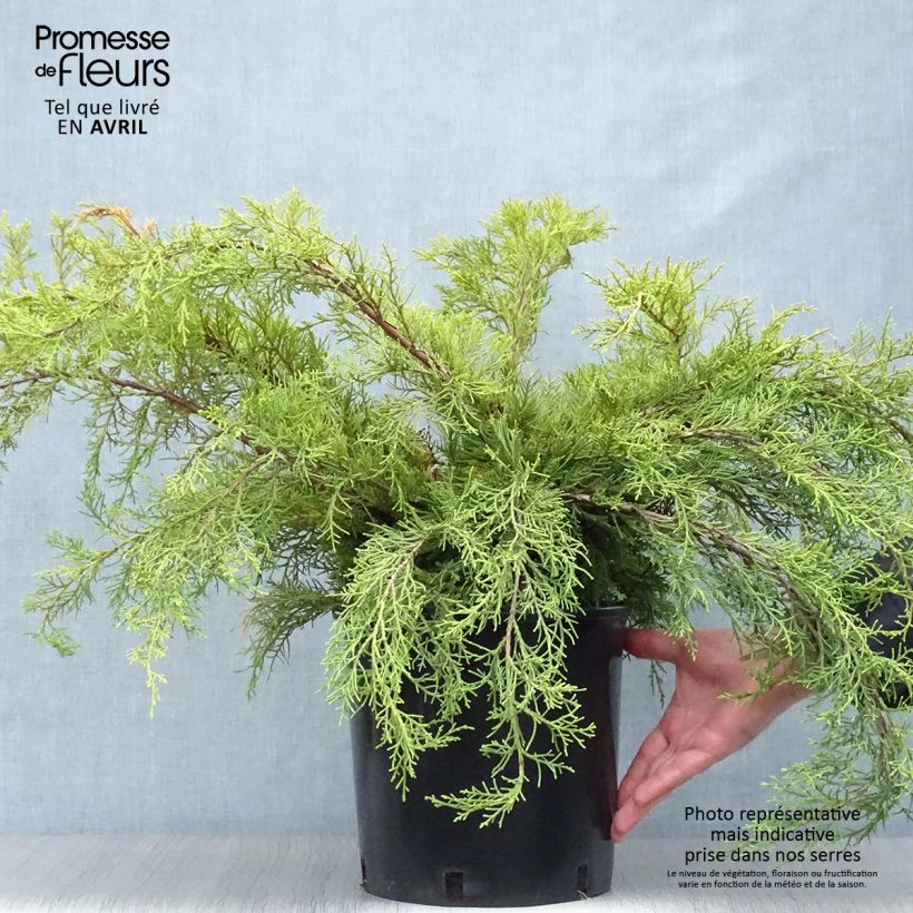 Amostra de Juniperus media Pfitzeriana Aurea Vaso de 7,5 L/10 L tal como entregue na primavera