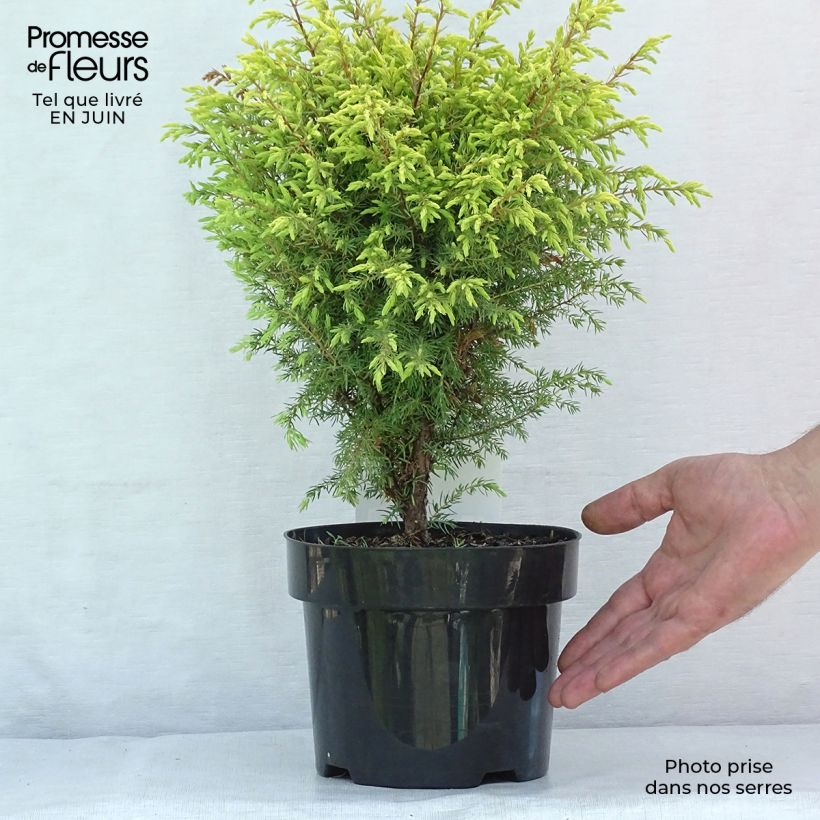 Amostra de Juniperus communis Gold Cone Vaso de 2 L/3 L tal como entregue no verão