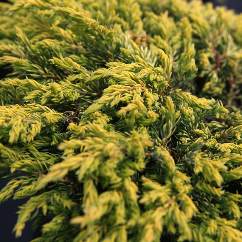 Juniperus communis Goldschatz (Folhagem)