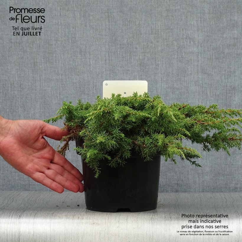 Amostra de Juniperus communis Green Carpet Vaso de 2 L/3 L tal como entregue no verão