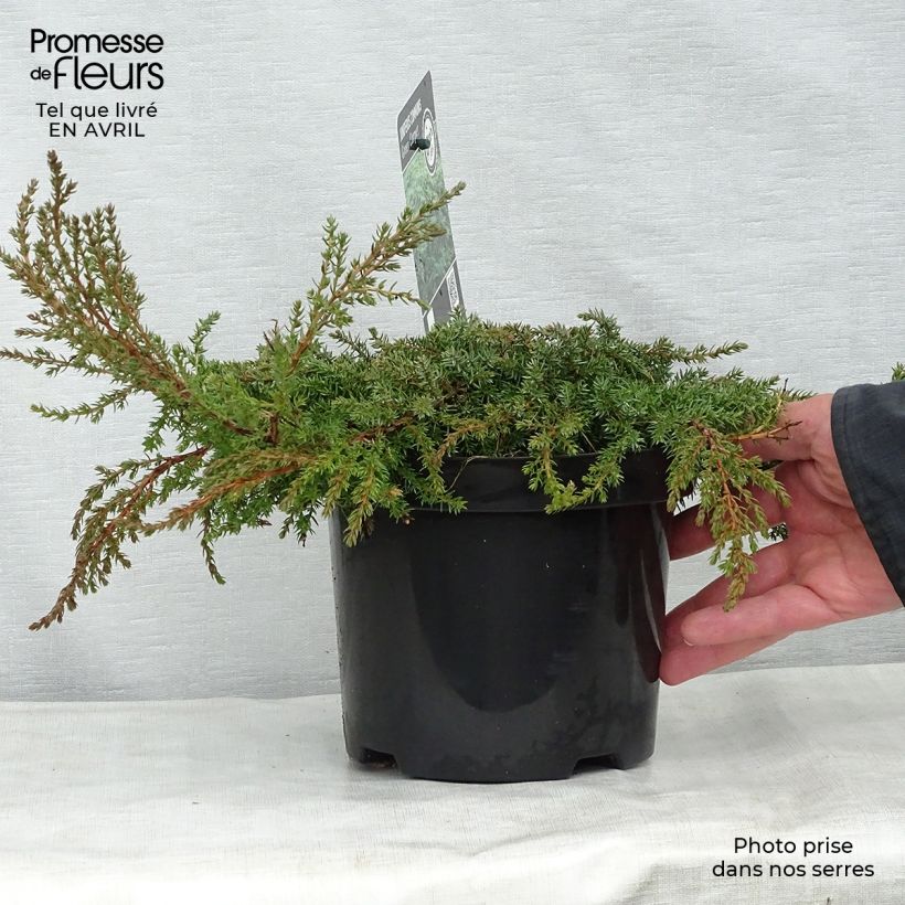 Amostra de Juniperus communis Green Carpet Vaso de 2 L/3 L tal como entregue na primavera