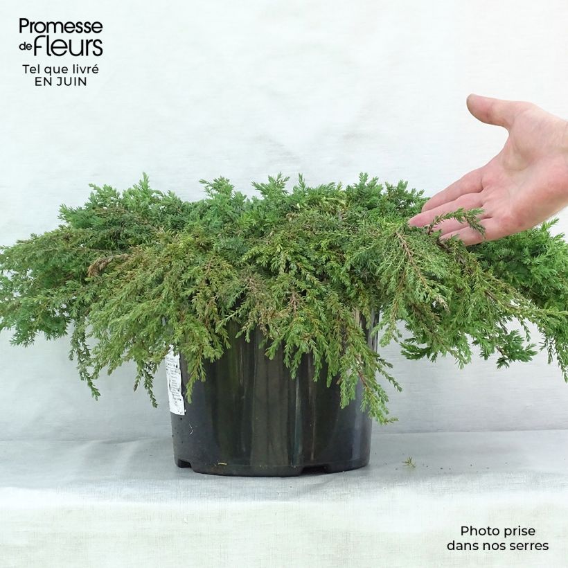 Amostra de Juniperus communis Green Carpet Vaso de 7,5 L/10 L tal como entregue no verão