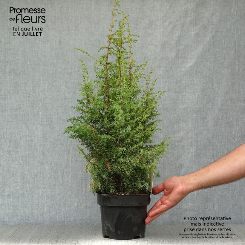 Amostra de Juniperus communis Hibernica Vaso de 2 L/3 L tal como entregue no verão