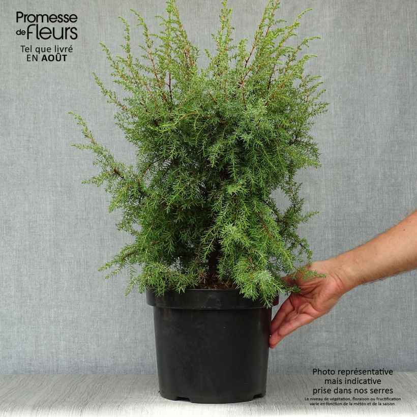 Amostra de Juniperus communis Hibernica Vaso de 7,5 L/10 L tal como entregue no verão