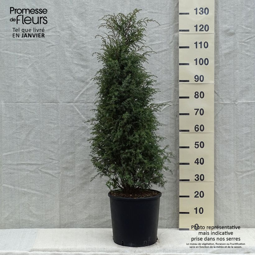 Amostra de Juniperus communis Pyramidalis Vaso de 12 L/15 L tal como entregue no inverno