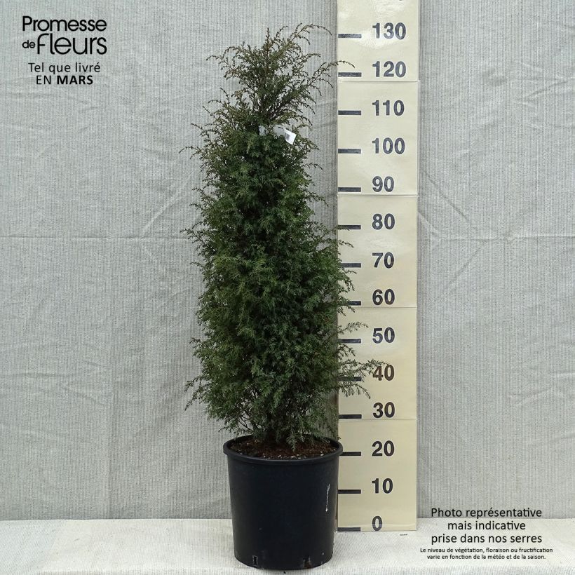 Amostra de Juniperus communis Pyramidalis Vaso de 12 L/15 L tal como entregue na primavera