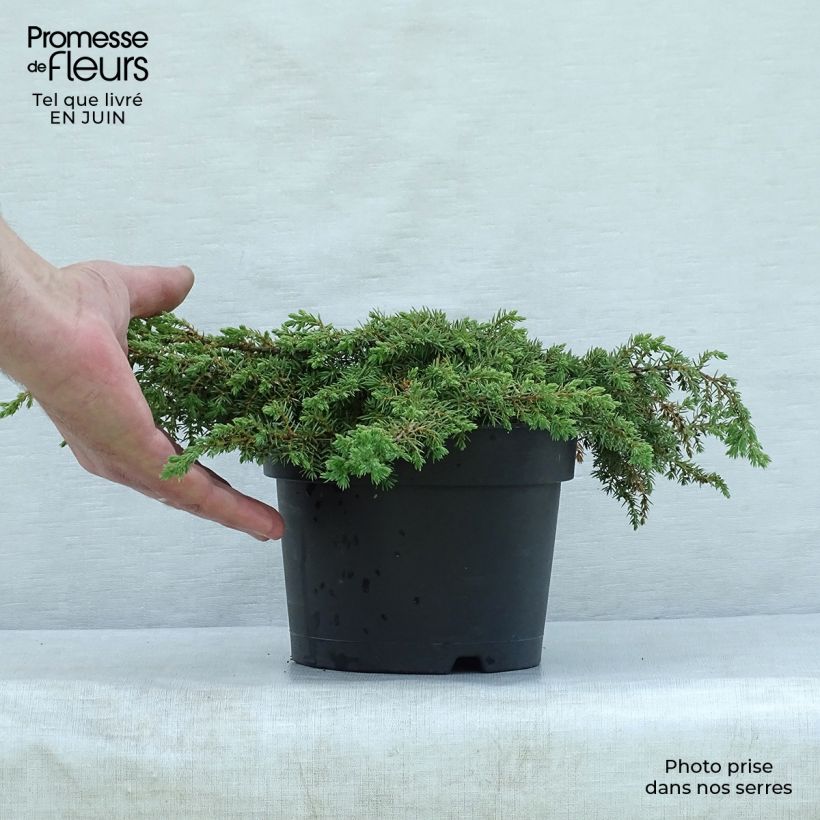 Amostra de Juniperus communis Repanda Vaso de 2 L/3 L tal como entregue no verão