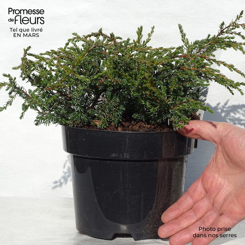 Amostra de Juniperus communis Repanda Vaso de 2 L/3 L tal como entregue na primavera