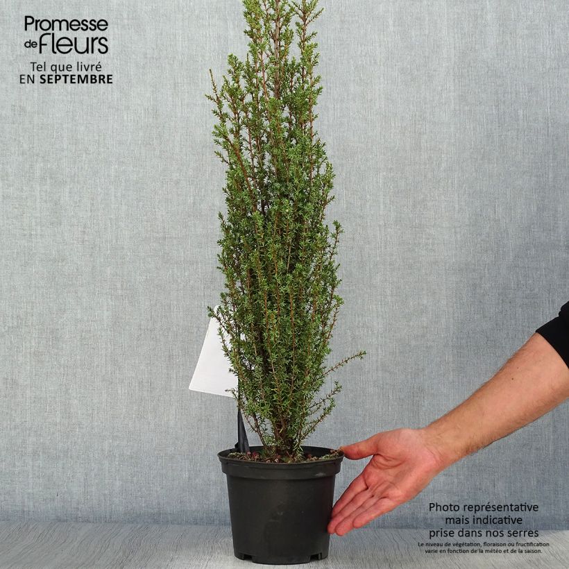 Amostra de Juniperus communis Sentinel Vaso de 3 L/4 L tal como entregue no outono