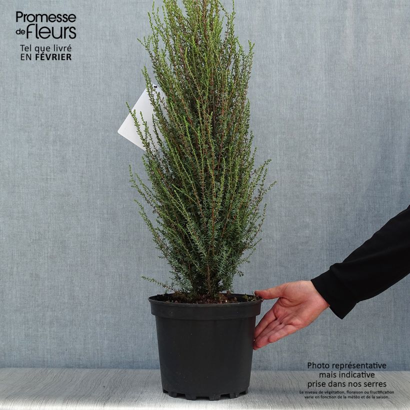 Amostra de Juniperus communis Sentinel Vaso de 7,5 L/10 L tal como entregue no outono