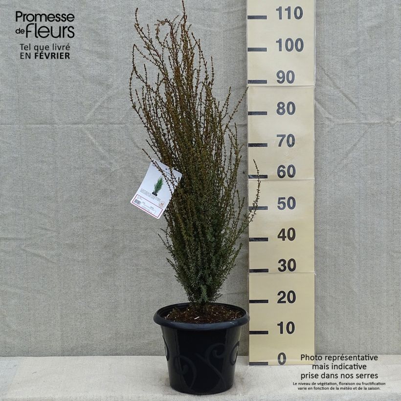 Amostra de Juniperus communis Sentinel Vaso de 7,5 L/10 L tal como entregue no inverno
