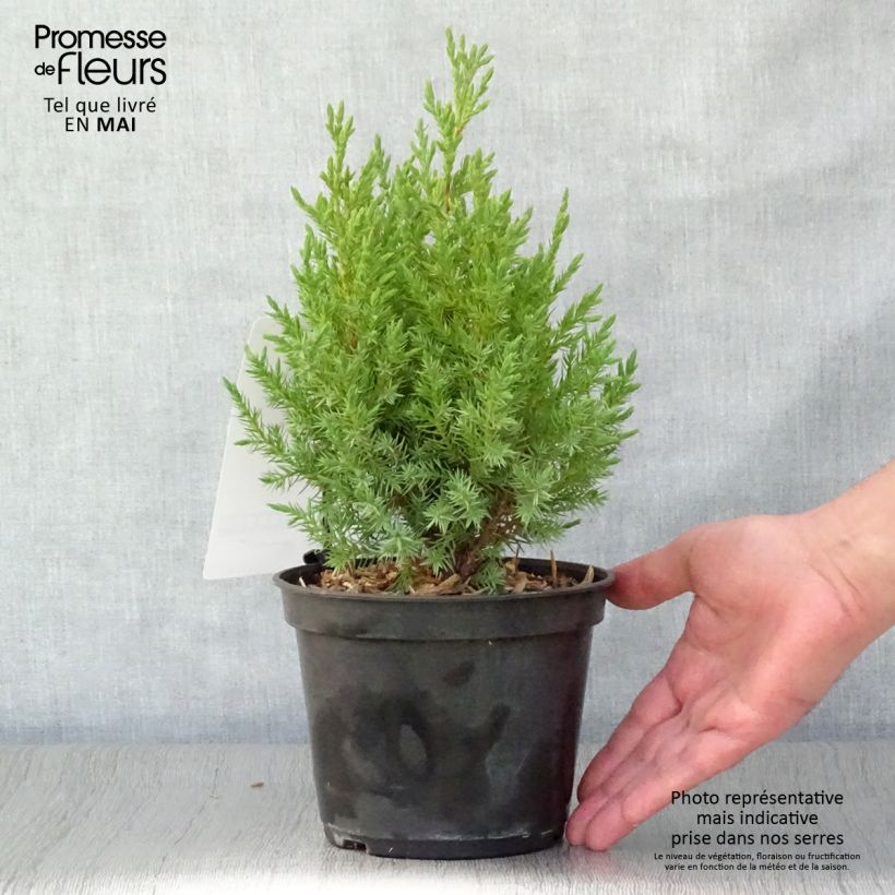 Amostra de Juniperus chinensis Stricta Vaso de 2 L/3 L tal como entregue na primavera