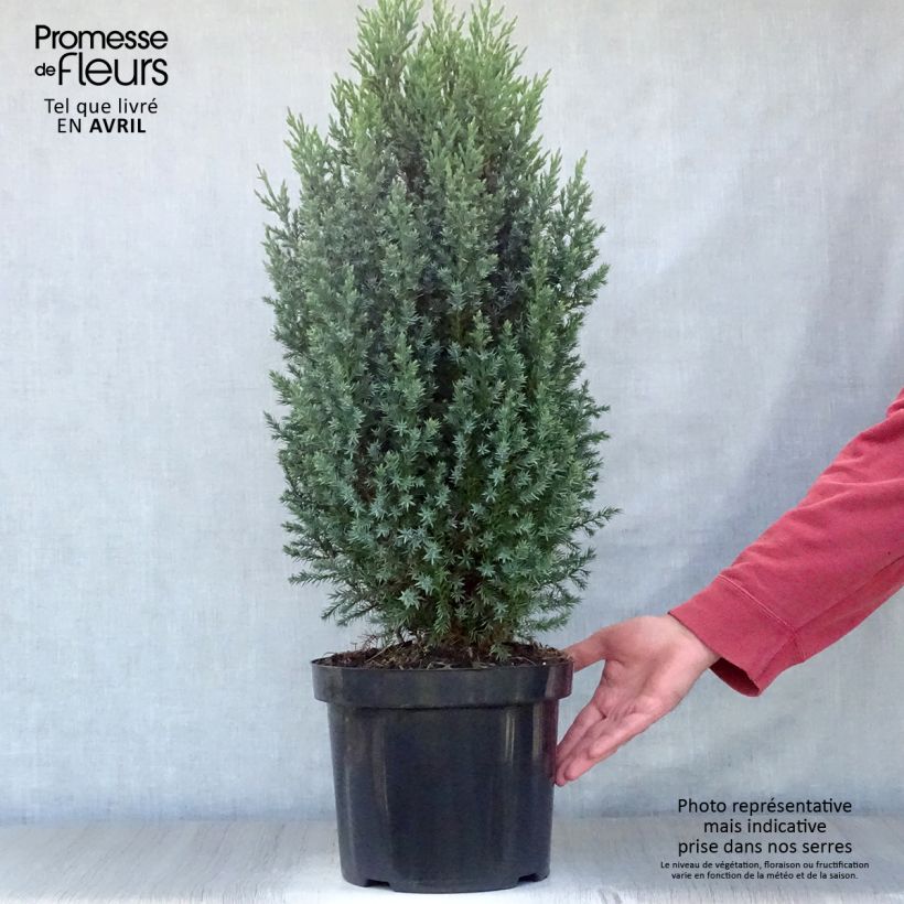 Amostra de Juniperus chinensis Stricta Vaso de 7,5 L/10 L tal como entregue na primavera